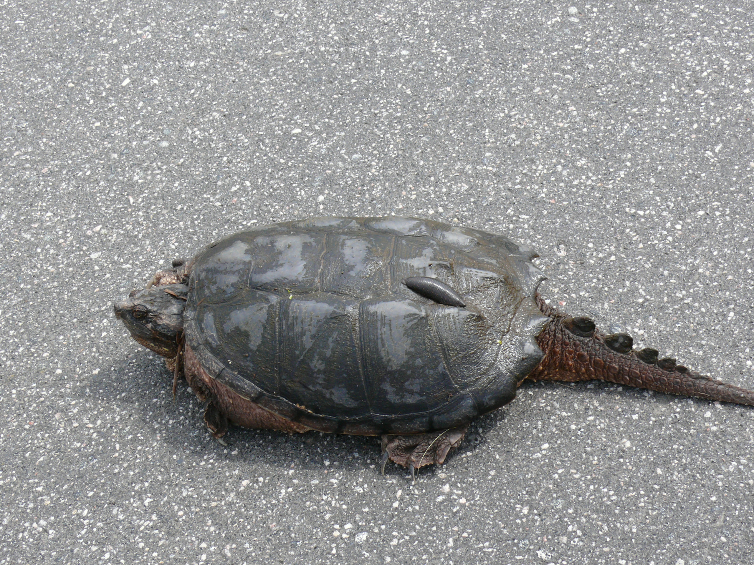 Why does the turtle cross the road?